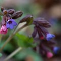 Lungenkraut; Pulmonaria officinalis