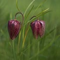 Schachbrettblume, Kiebitzei; Fritillaria meleagris