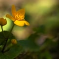 Dotterblume; Caltha palustris
