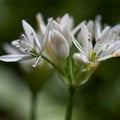 Bärlauch; Allium ursinum