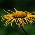 Alant; Inula helenium