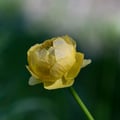 Trollblume; Trollius europaeus