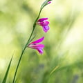 Siegwurz; Gladiolus Illyricus (Kroatien)