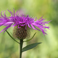Flockenblume; Centaurea montana