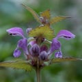 Purpurrote Taubnessel; Lamium purpureum
