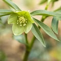 Schneerose, Christrose; Helleborus