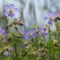 Storchschnabel; Geranium