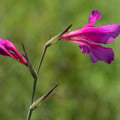 Siegwurz; Gladiolus illyricus (Kroatien)