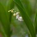 Maiglöckchen; Convallaria majalis