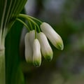 Salomonssiegel; Polygonatum odoratum