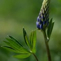 Blaue Lupine