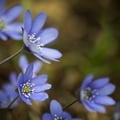 Leberblümchen; Anemone hepatica