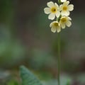 Hohe Schlüsselblume; Primula elatior