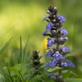 Kriechender Günsel; Ajuga reptans