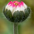 Gänseblümchen, Tausendschön, Maßliebchen; Bellis perennis