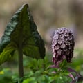 Rote Pestwurz oder Bachpestwurz; Petasites hybridus