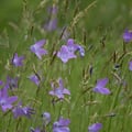 Wiesenglockenblume; Campanula patula