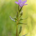 Deutscher Kranz oder Fransen-Enzian; Gentianella germanica