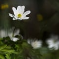 Buschwindröschen, Windröschen; Anemona nemorosa