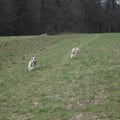 Wettlauf auf der Wiese