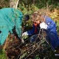 Pflanzung von heimischen Wildsträuchern am Waldrand - gedeckter Tisch für Vögel, Insekten und Fledermäuse.
