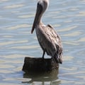 Pelikan in South Padre Island