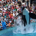 Shamu tobt sich mit seiner Familie aus