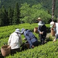 お茶摘み体験風景
