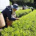 お茶摘み体験風景
