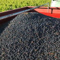 Domaine des Damoiselles vendanges 2018