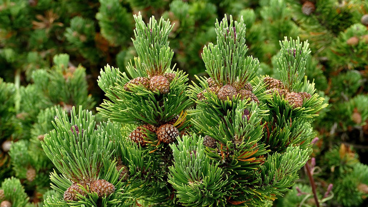 Traditionelles Latschenkiefernöl aus Tirol | KAISERADLER LATSCHENKIEFERÖL