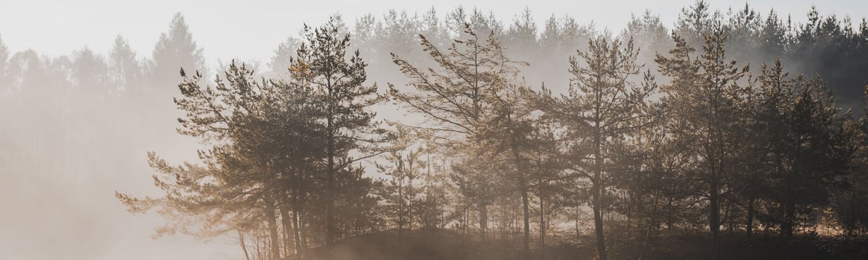 Bäume im Wald im Nebel