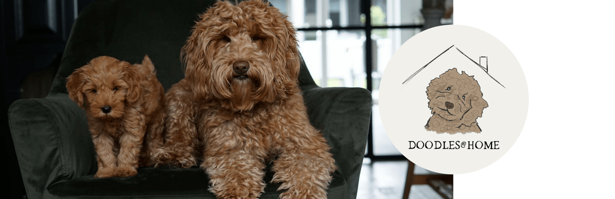 De website van doodlesathome!