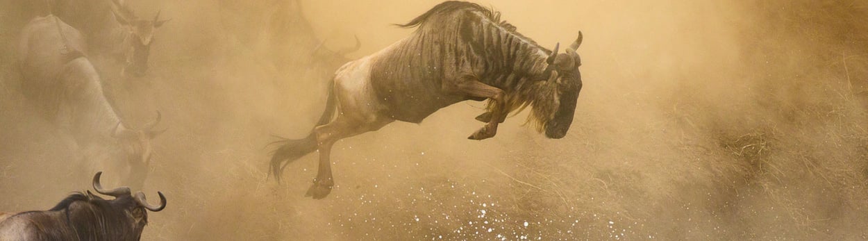 Kilimanjaro Tours - Reise-Anmeldung Tansania, Kilimanjaro, Safari, Sansibar