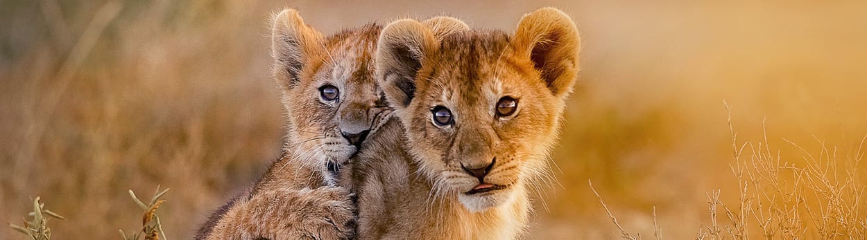 Kilimanjaro Tours - Gruppen-Reisen nach Tansania  - Safari in Nationalparks - Badeferien am Strand von Sansibar