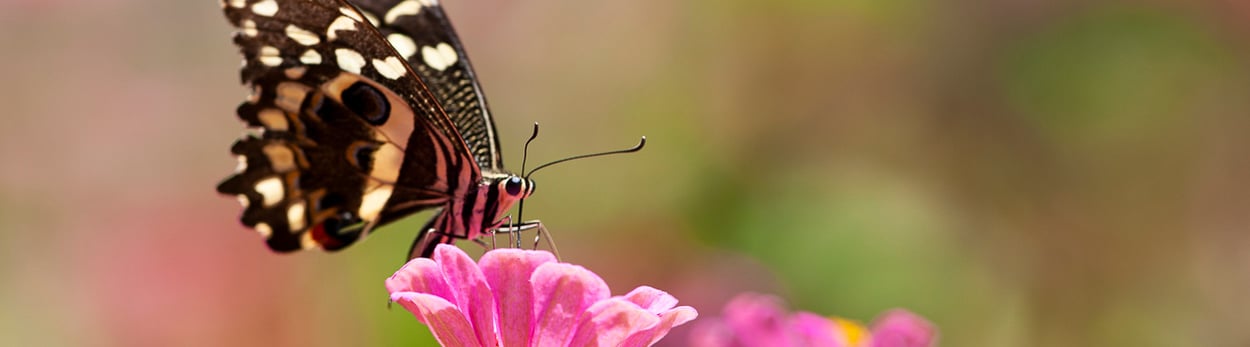 Fair-Reisen Tansania - Nachhaltiges Reisen - Engagement - Hilfsprojekte - Kilimanjaro Tours