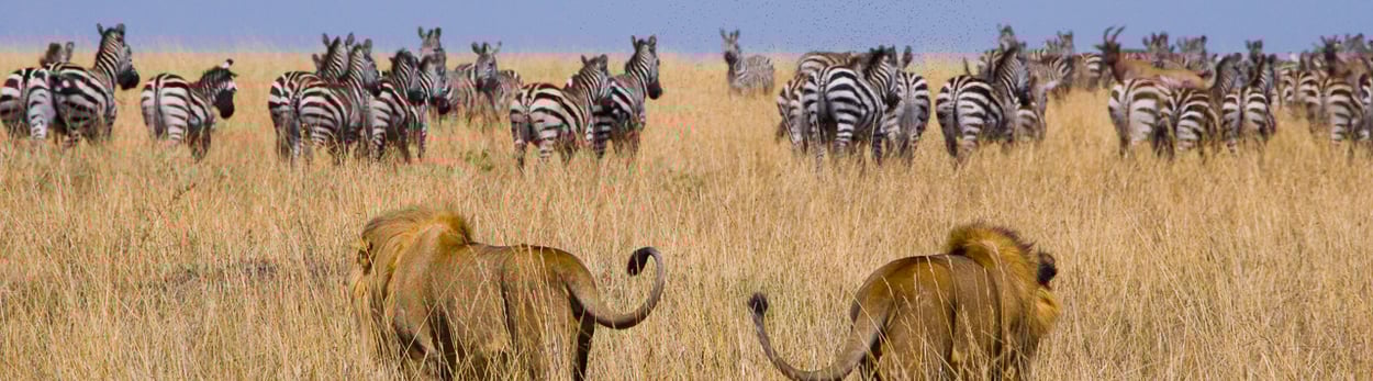 Reisen nach Tansania, auf den Kilimanjaro und in die Serengeti - als Grupppen-Reise oder als Privat-Reise - Kilimanjaro Tours