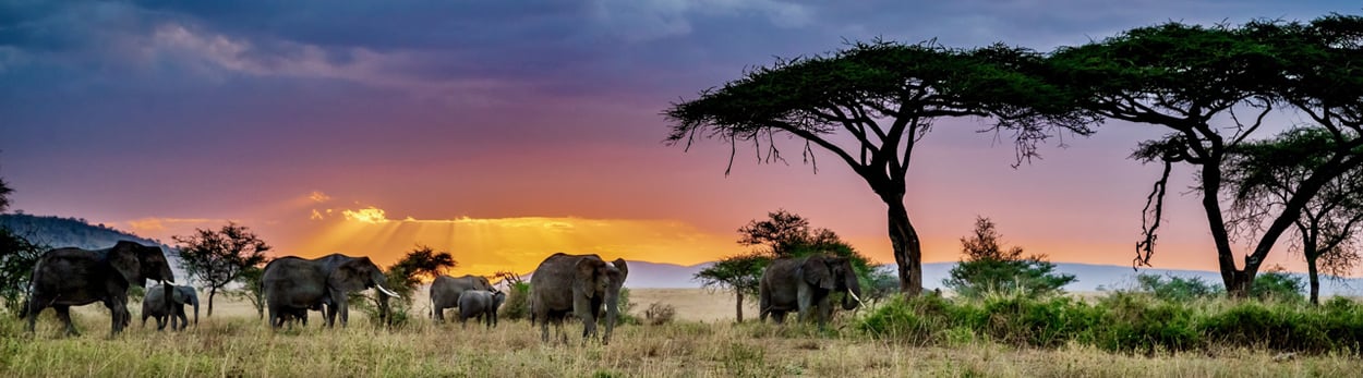 Infos zu Safari-Reisen in Tansania - Serengeti, Tarangire, Ngorongoro und andere Nationalparks