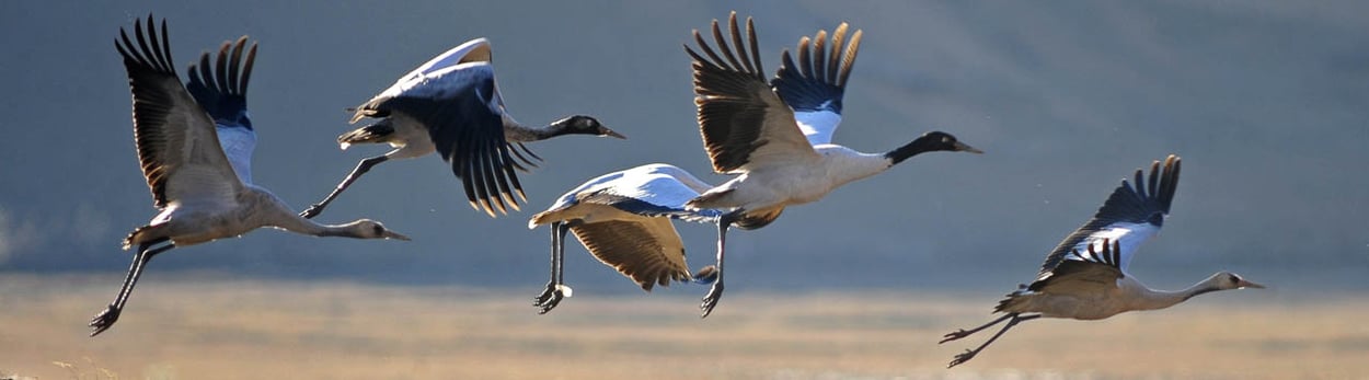 Rund-Reise durch Bhutan - Schwarzhalskranich-Festival und Übernachtungen bei lokalen Familien