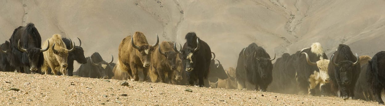 Ladakh, Zanskar, Reisen, Trekking, Bergsteigen, Yaks, Leh