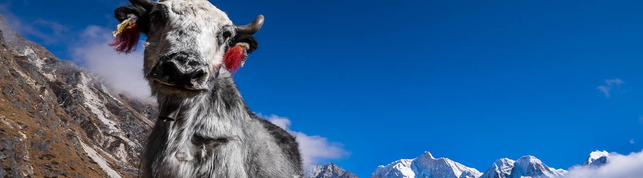 Trekking zum Kangchendzönga mit Besteigung eines 6000er in Nepal