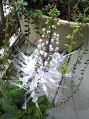 Cat's whiskers(ネコノヒゲ)