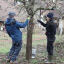 Baumanstrich Jan.2020