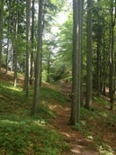 Die Kraft des Waldes