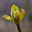 日本の樹木,植物すかん,木の種類