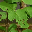 植物図鑑,庭木,樹木