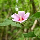 ピンクの花,代表種,樹木