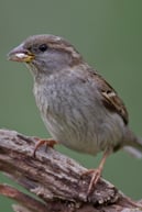 Foto: (M. Bosch) Haussperling