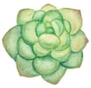 多肉植物イラスト