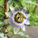 植物図鑑,樹木の種類